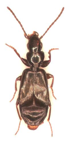 Réf. 295 267 : Microlestes abeillei